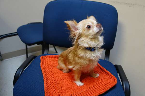 One-Two-ChaChaCha Snuggle